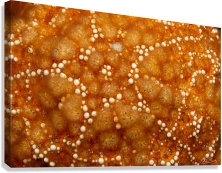 Star on Star Canvas Print
