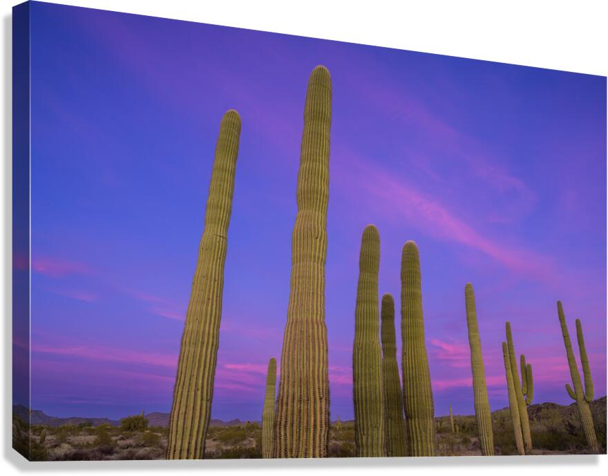 Saguaro Cityscape Canvas Print