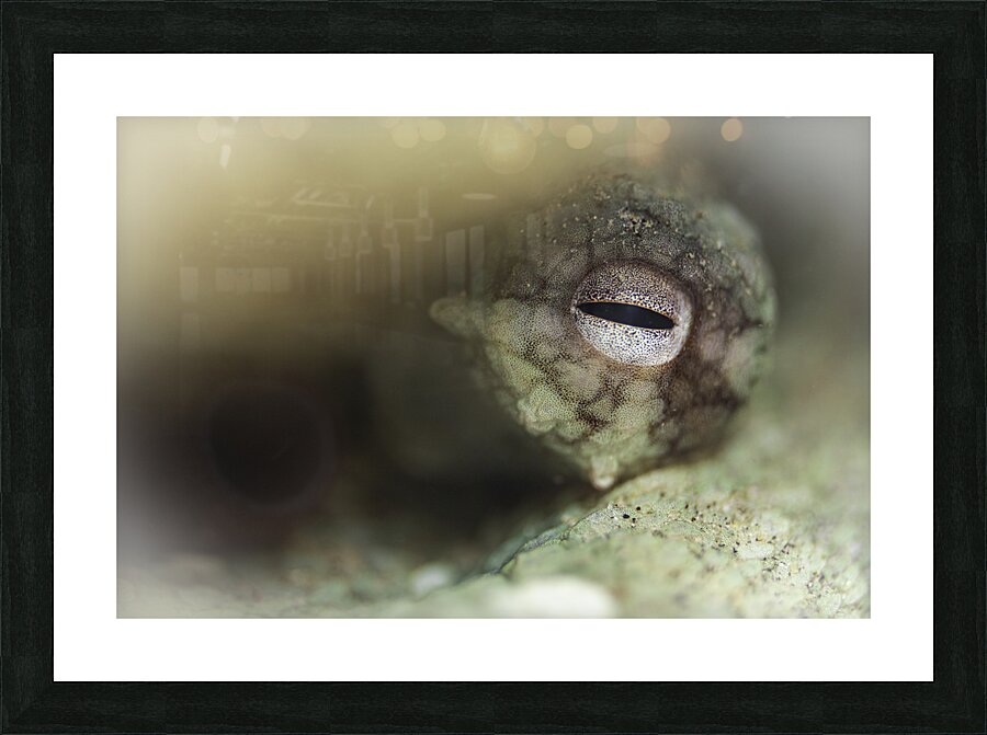 Private Eye Picture Frame print