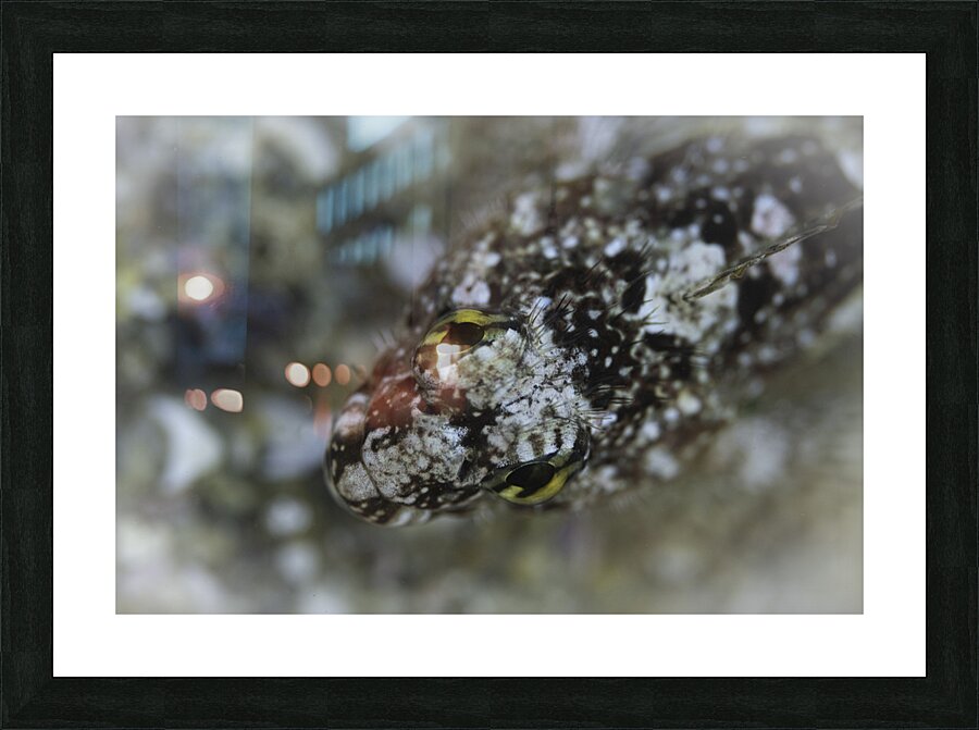 Eye Spy Picture Frame print