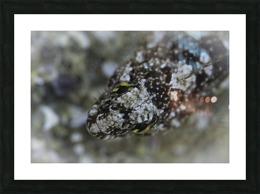 Eye Spy Picture Frame print