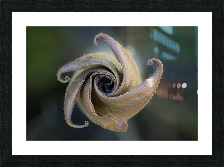 Natures Pinwheel Picture Frame print