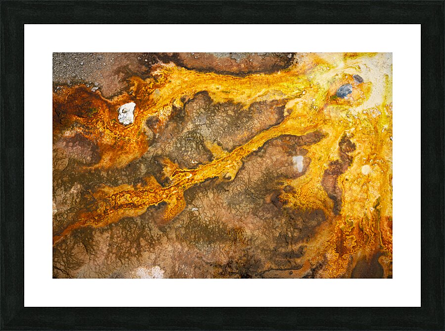 Bacterial Delta Picture Frame print