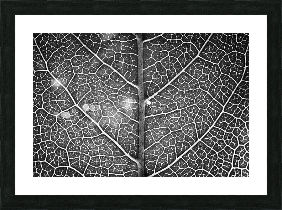 Trees Within Trees Picture Frame print