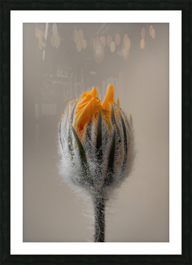 Fresh Bud Picture Frame print