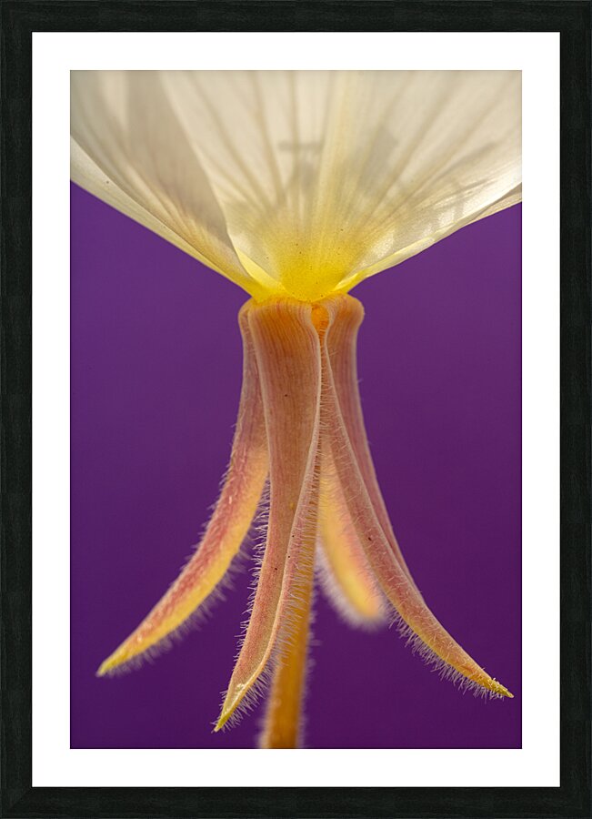 Wildflower Ballet Picture Frame print