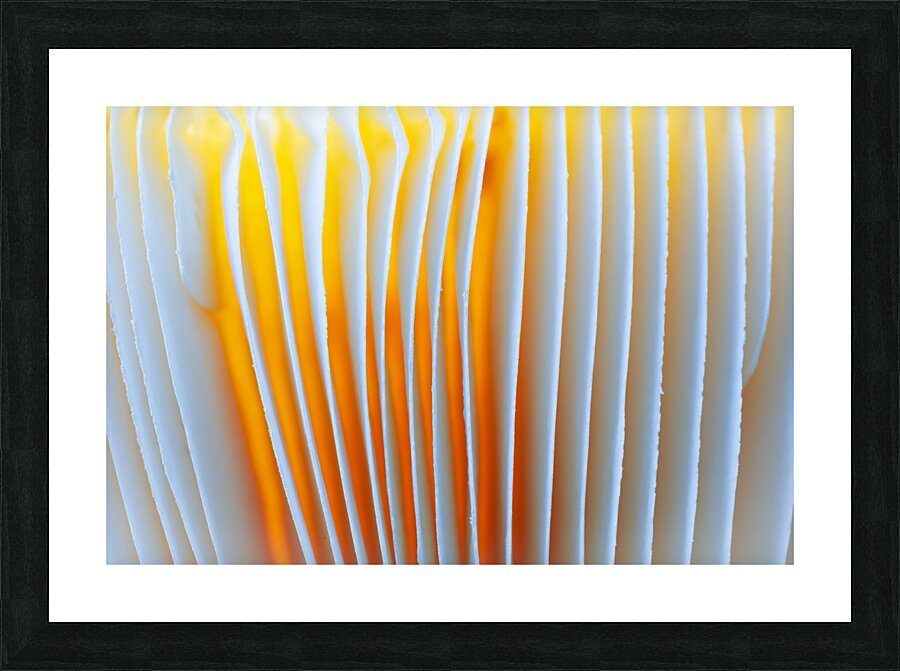 Fungal Glow Picture Frame print