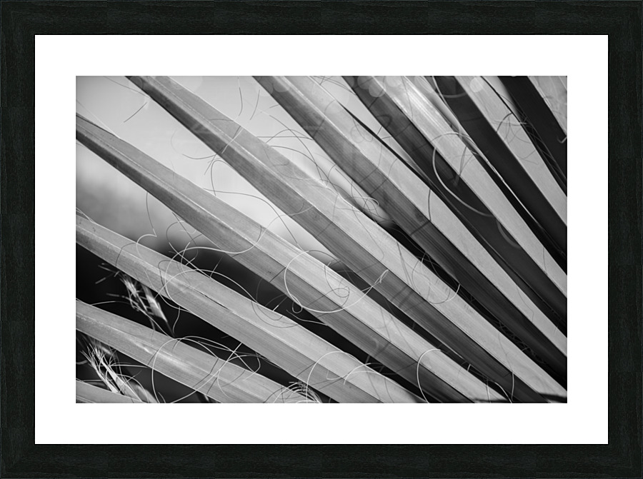 Dramatic Palm Picture Frame print