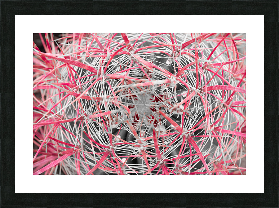 Cactus Vortex Picture Frame print
