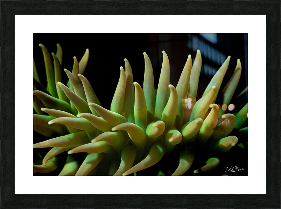 Anemone Darkness Picture Frame print