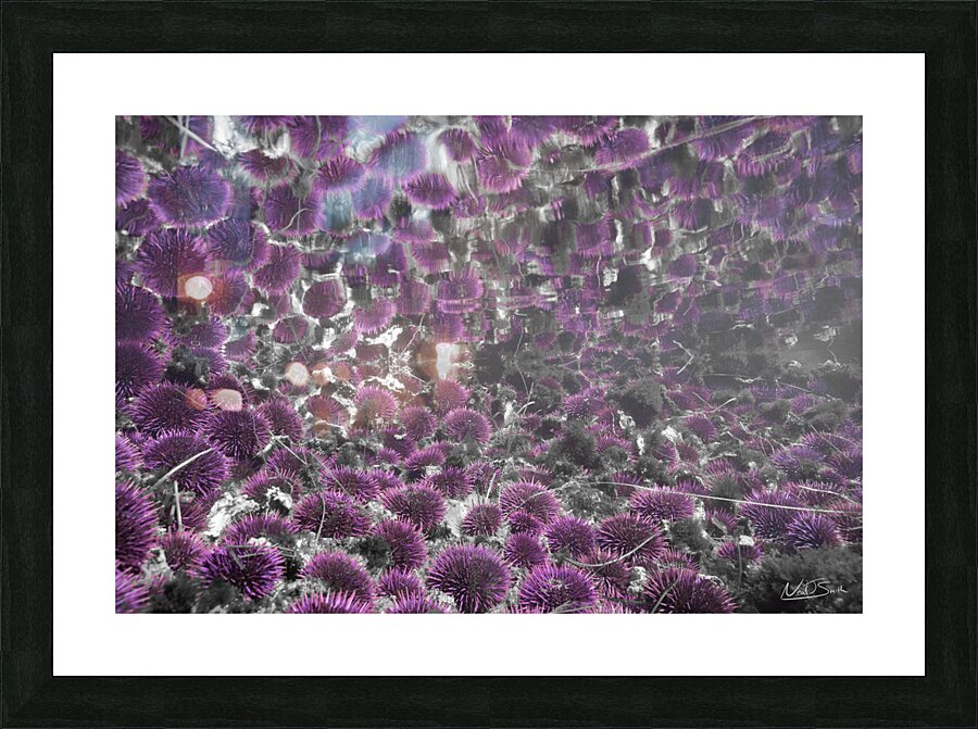 Urchin Reflections Picture Frame print