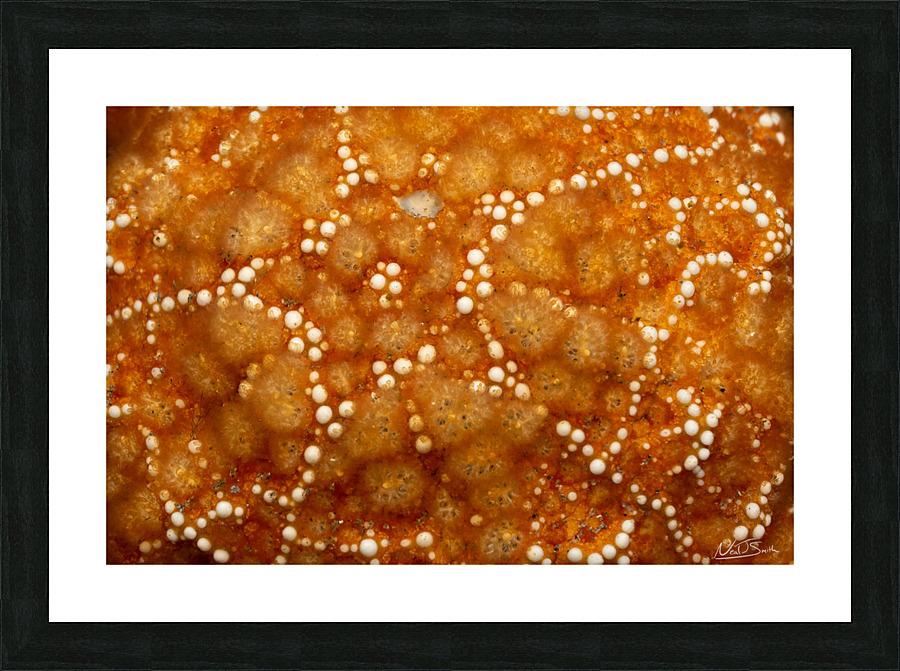 Star on Star Picture Frame print