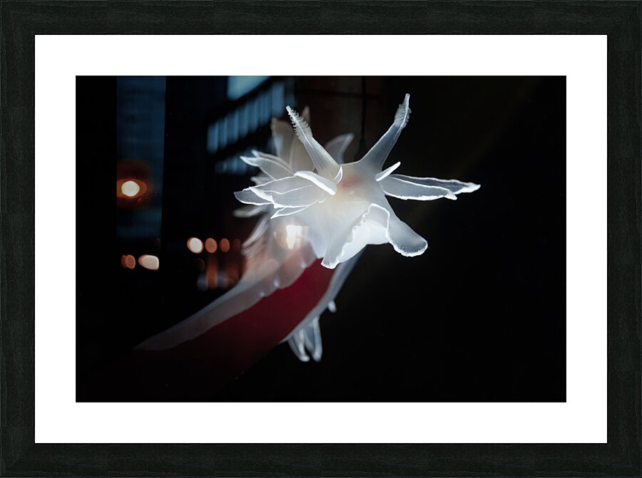 Dances With Kelp Picture Frame print