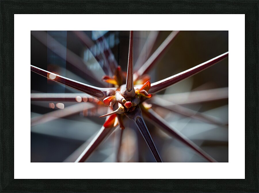 Spiraling Spines Picture Frame print