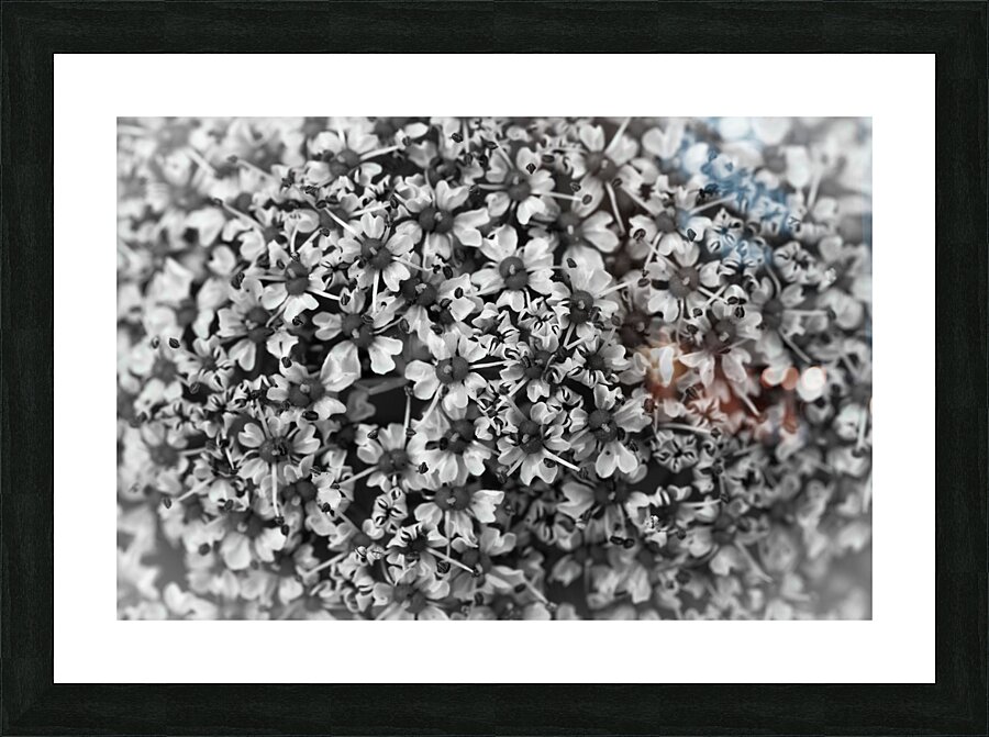 Flower Vision Picture Frame print