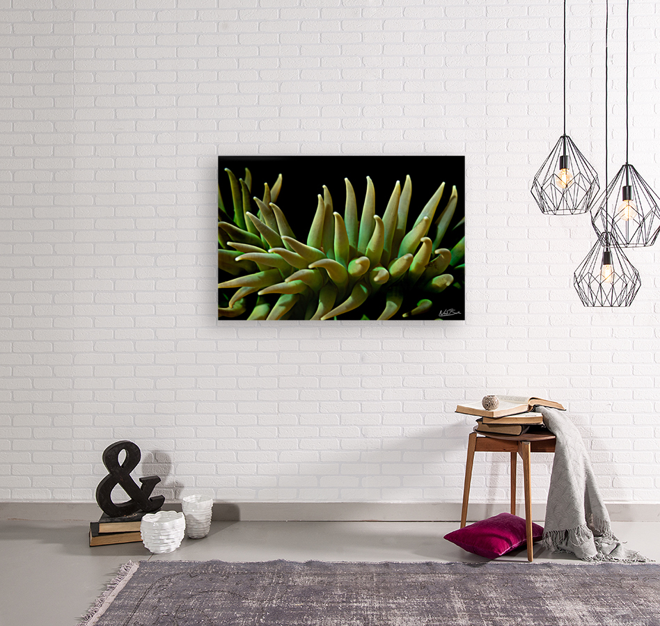 Anemone Darkness Reproduction