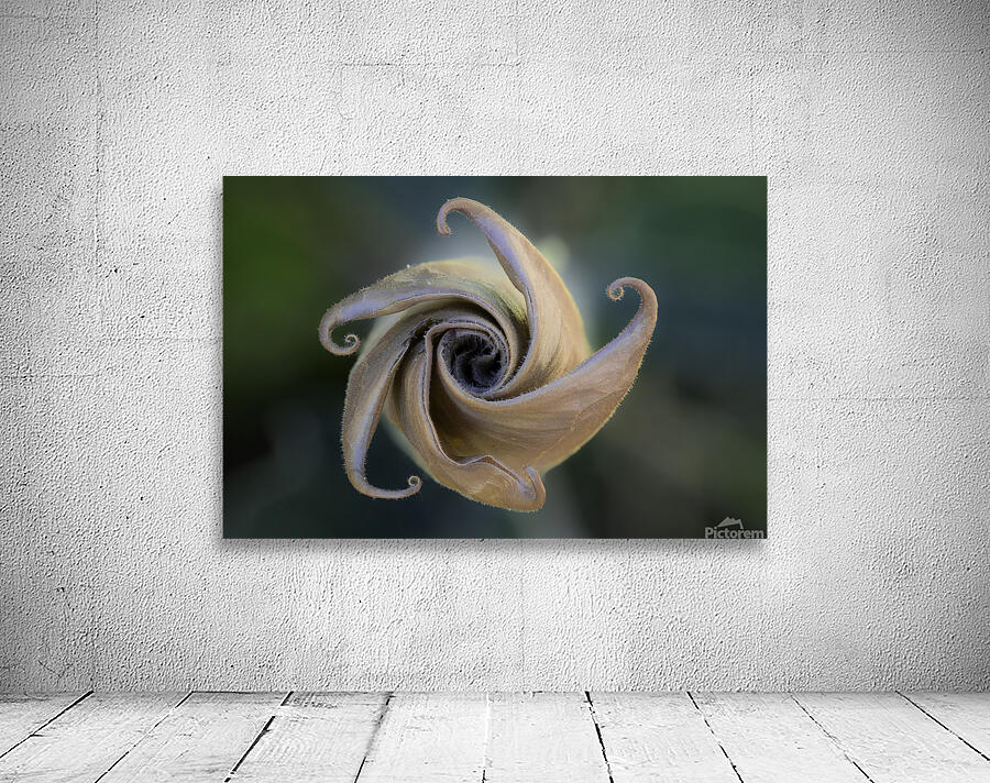 Natures Pinwheel Wall Preview