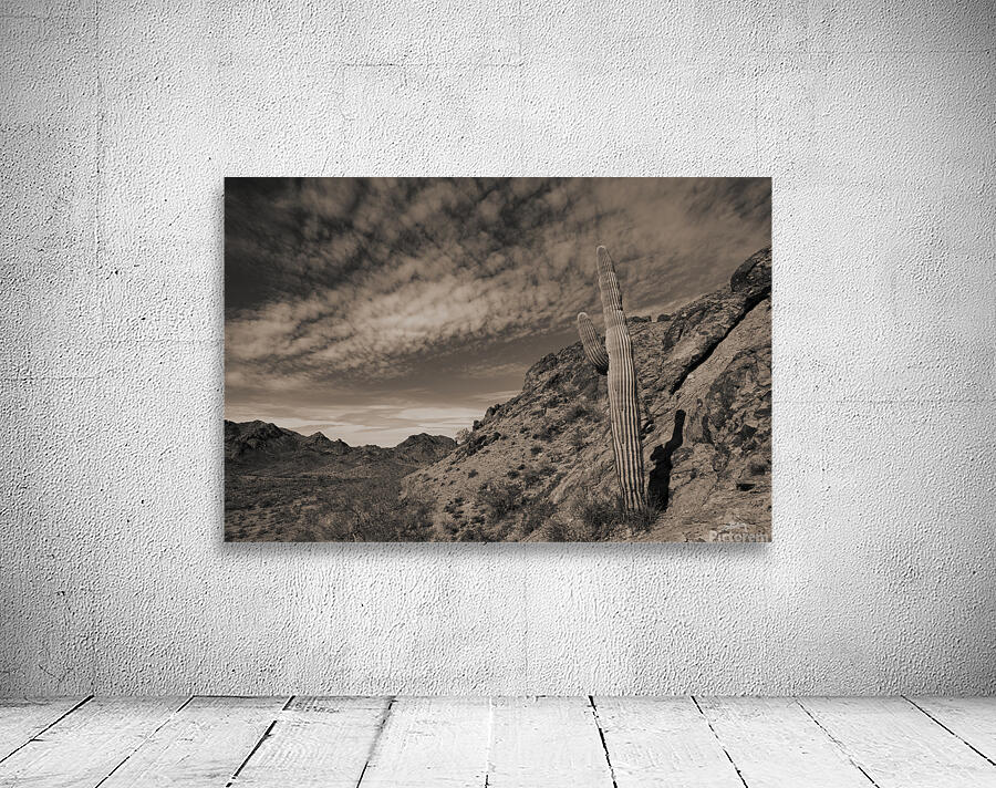 Saguaro Clouds Wall Preview