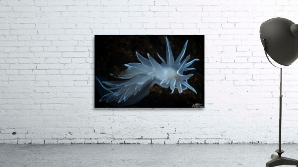 Tiny Dancer Wall Preview