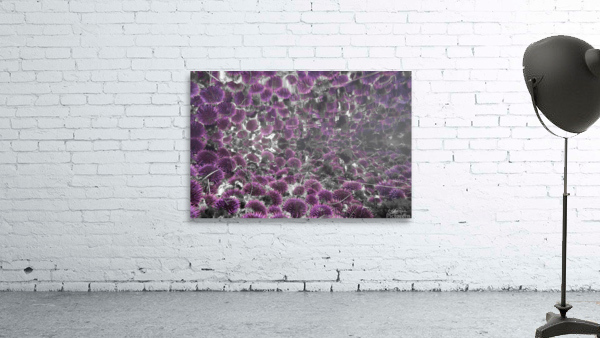 Urchin Reflections Wall Preview