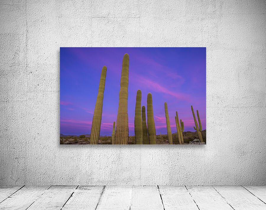 Saguaro Cityscape Wall Preview
