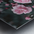 a photo of a pink rose flower with Metal print
