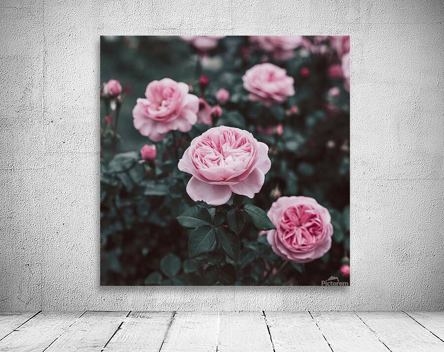 a photo of a pink rose flower with Wall Preview