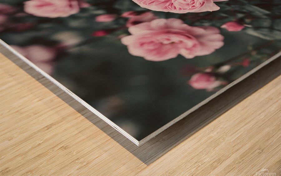 a photo of a pink rose flower with Wood print