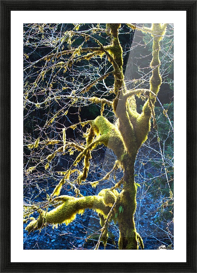 Rain Forest Tree In Winter Picture Frame print