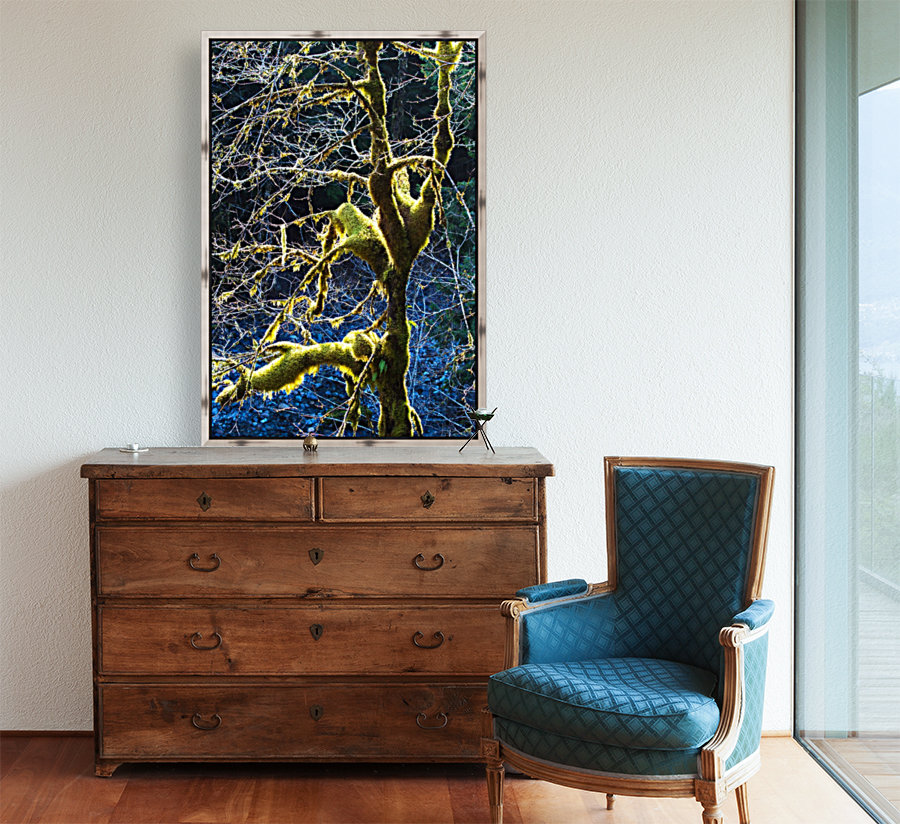 Rain Forest Tree In Winter Reproduction