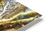 Rain Forest Sparkles HD Metal print