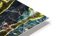 Rain Forest Tree In Winter HD Metal print