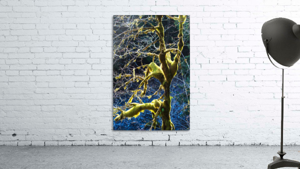 Rain Forest Tree In Winter Wall Preview