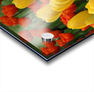 Tulip Bonanza Acrylic print