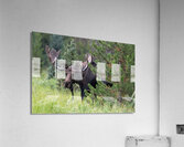 Rocky Mountain Moose Acrylic Print