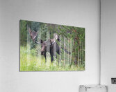  Rocky Mountain Moose Acrylic Print