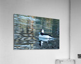 500 3581 Acrylic Print