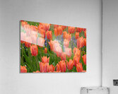 4 27 08 109 Acrylic Print