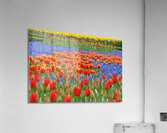 4 27 08 66 Acrylic Print