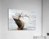  5008283 Acrylic Print