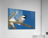 Chickadee in Winter Acrylic Print