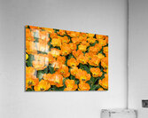 4 27 08 99enhanced Acrylic Print