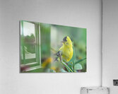 Goldfinch Acrylic Print