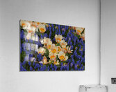 Tulip Garden Acrylic Print