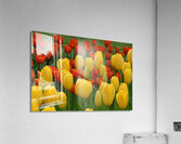 Tulip Bonanza Acrylic Print