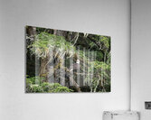Hyder Alaska Eagle Acrylic Print