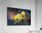 Sunflower and Monarch Acrylic Print