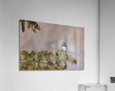 Test 6 Acrylic Print