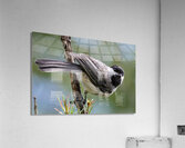 Curious Chickadee Acrylic Print