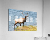 Royal Elk  Acrylic Print